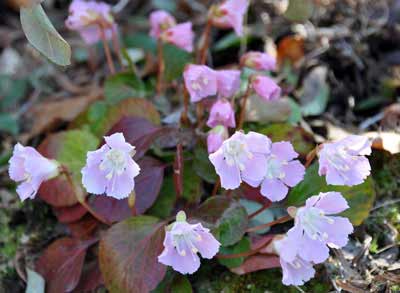 Shortia uniflora "Grandiflora rosea" photo