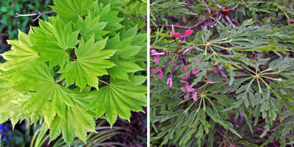 Photos of Acer shirasawanum 'Aureum' and Acer japonicum 'Aconitifolium'