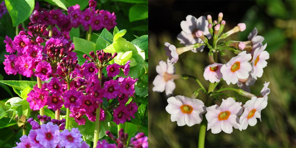Primula japonica photos