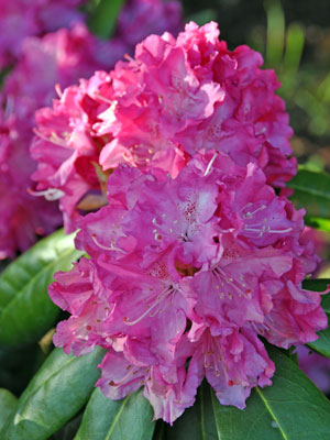 Rhododendron 'Holden' photo