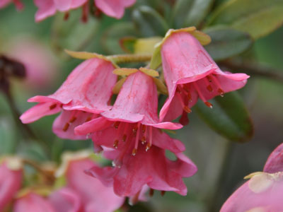 Photo of Rhododendron campylogynum 'Carmastum'