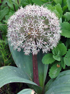 Allium karataviense photo