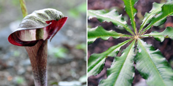 Arisaema taiwanensis photos