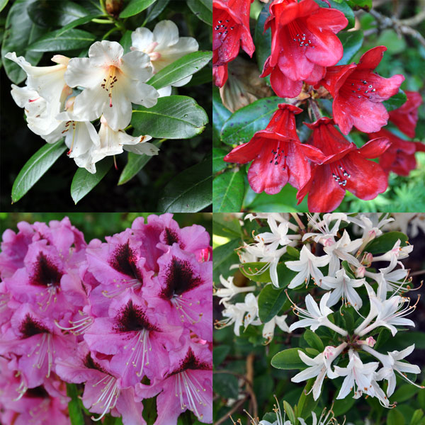 Four photos showing the diversity of rhododendron flowers
