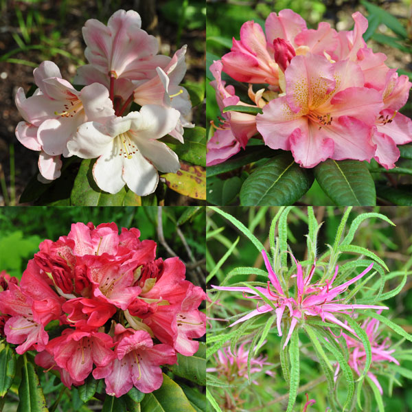 Four more photos showing the diversity of rhododendrons