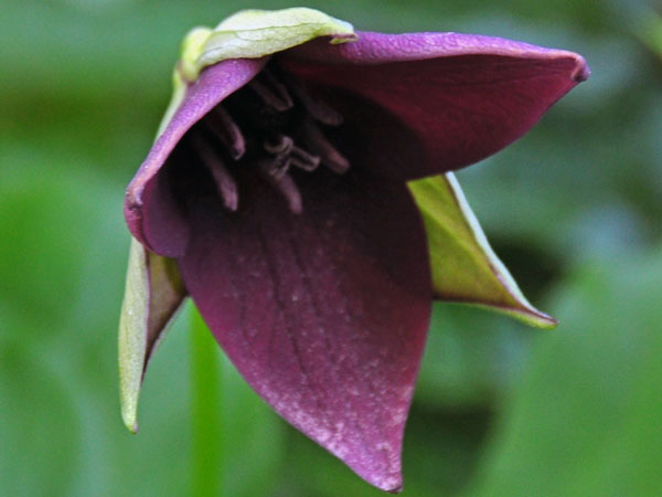 Closeup photo of Trillium erectum flower