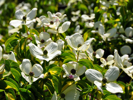 Cornus kousa 'Goldstar' photo