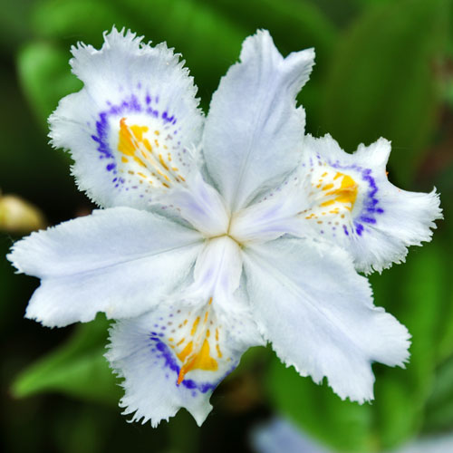 Iris japonica photo