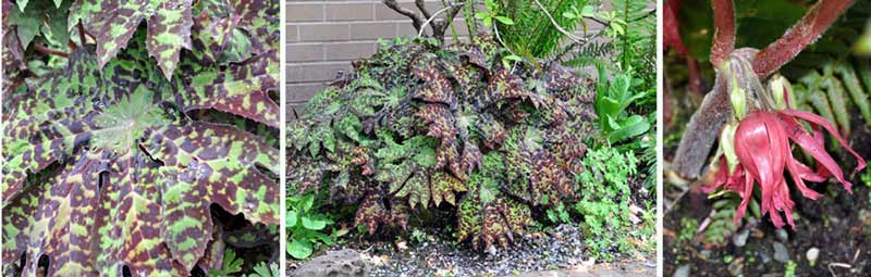 Photos of Podophyllum delavayi