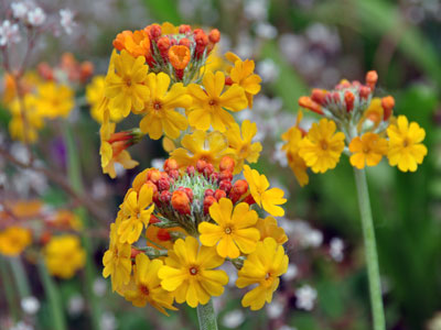 Primula chungensis photo