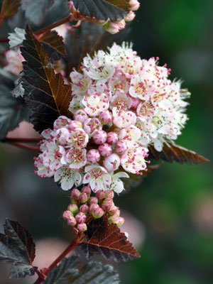 Photo of Physocarpus opulifolius 'Summer Wine'