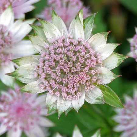 Photo of Astrantia major