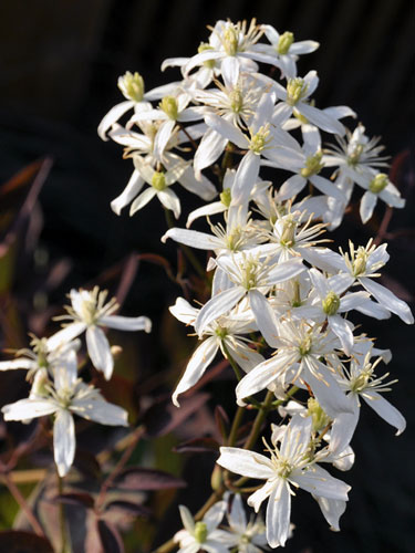 Photo of Clematis recta 'Purpurea'