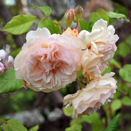 Photo of Rosa 'Buff Beauty'