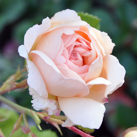 Photo of Rosa 'Cressida'