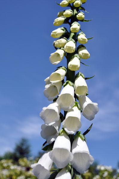 Photo of Digitalis purpurea 'Alba'