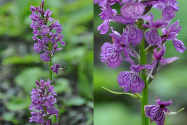 Photos of Dactylorhiza species