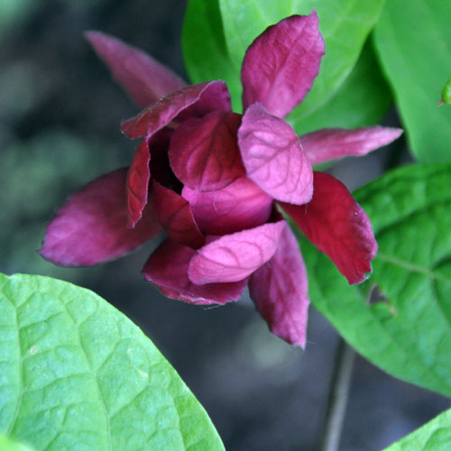 Photo of Sinocalycanthus raulstonii 'Hartlage Wine'
