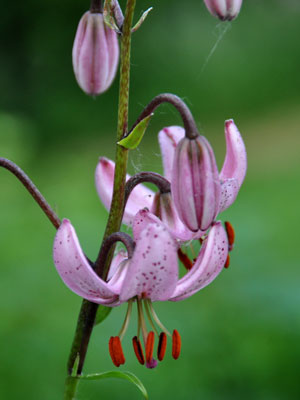 Lilium martagon photo