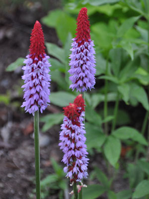 Photo of Primula vialli