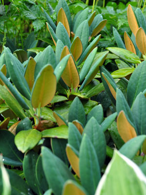 Photo of Rhododendron campanulatum ssp. aeruginosum
