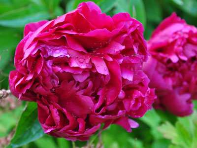 Photo of Paoenia 'Karl Rosenfeld'