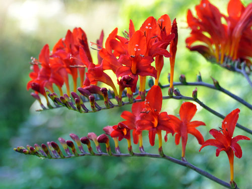 Photo of Crocosmia 'Lucifer'