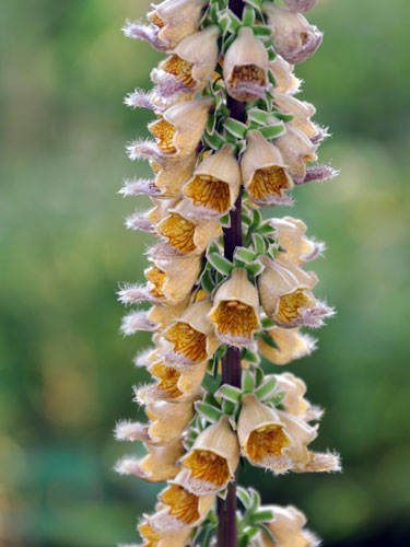 Photo of Digitalis ferruginea