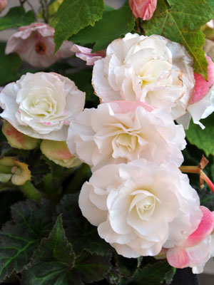 Photo of Begpnia tuberhybrida