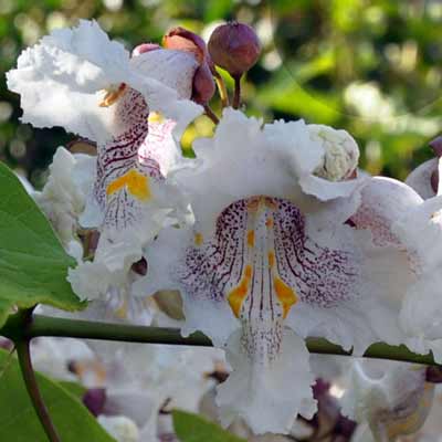 Photo of Catalpa bignoides