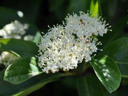 Photo of Viburnum nudum 'Wintethur'