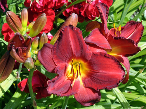 Photo of Hemerocallis 'Baja'