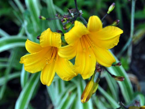 Photo of Hemerocallis 'Golden Zebra'