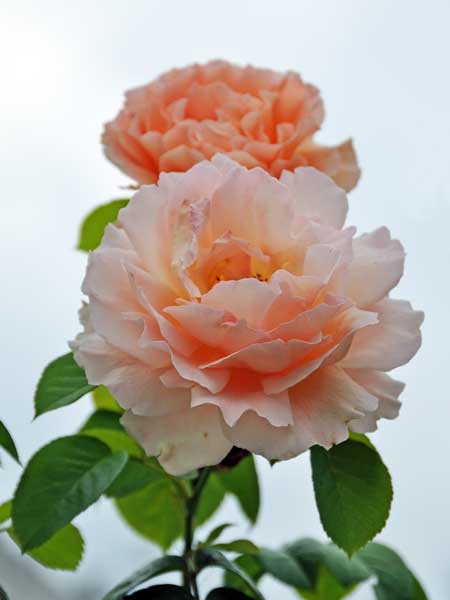Photo of Rosa 'Climbing Polka'
