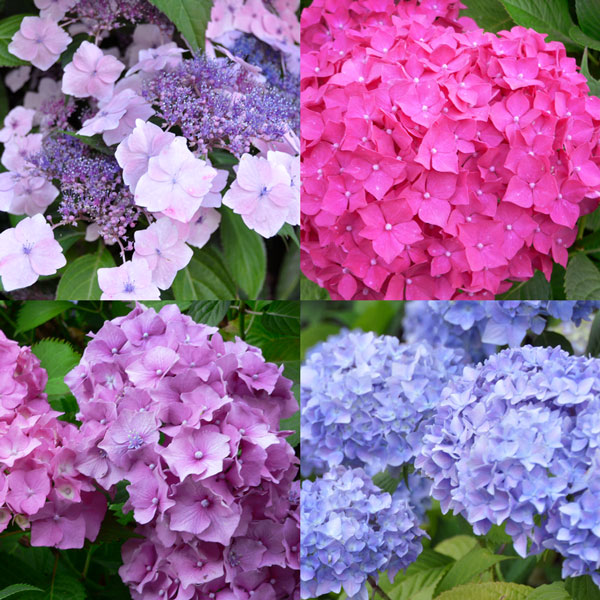 Photos of hydrangea flowers