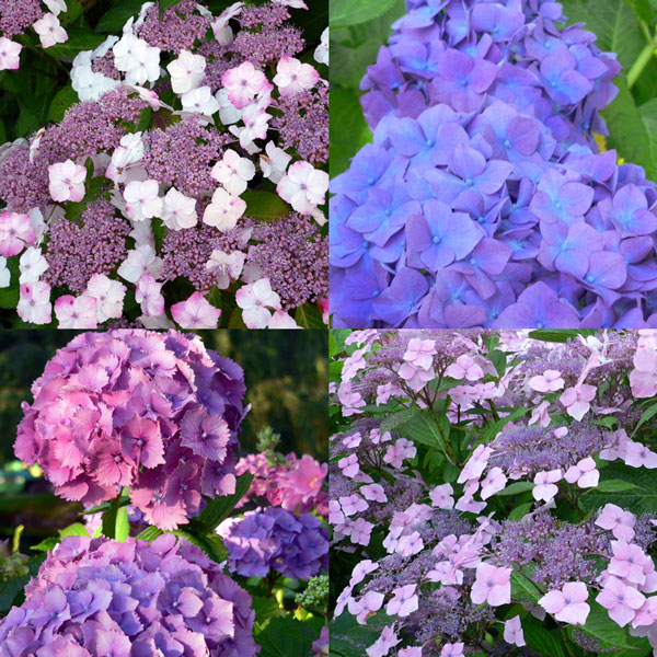 Photos of four hydrangeas