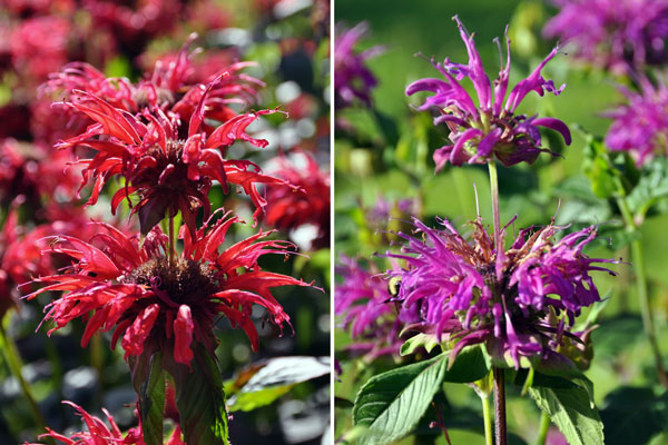 Photos of Monarda didyma 'Jacob Cline' and 'Raspberry Wine'