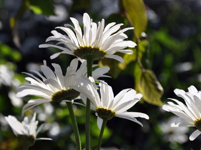 Photo of Leucanthemum x superbum