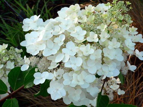 Photo of Hydrangea paniculata 'Tardiva'