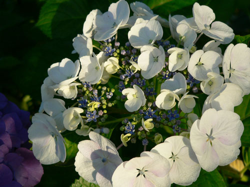 Photo of a hydrangea