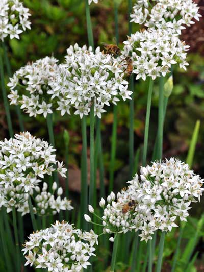 Photo of Allium tuberosum