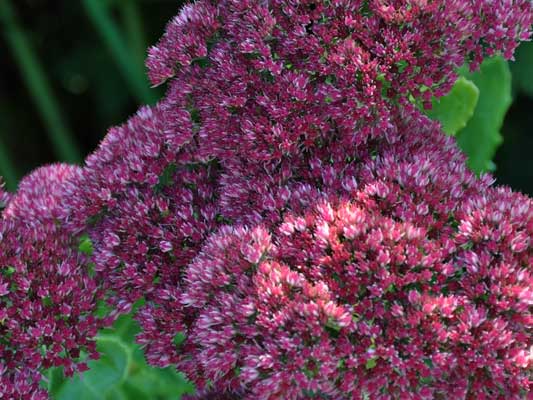 Photo of Sedum telephium 'Autumn Joy'