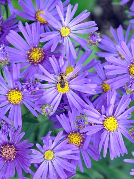 Photo of Aster novae-angliae