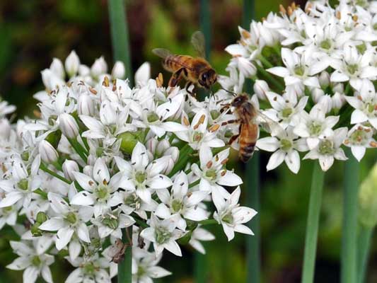 Photo of bees on Allium tuberosum