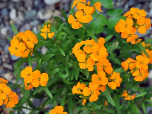 Photo of Cheiranthus x alloni