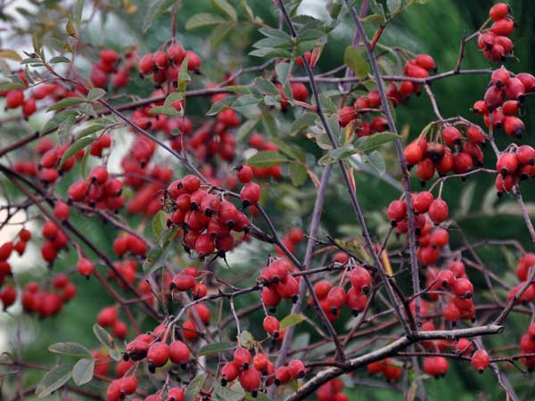 Phot of Rosa rubrifolia hips