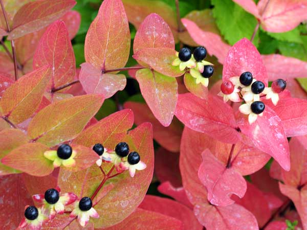 Photo of Hypericum androseamum 'Albury Purple'