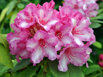 Photo of unnamed, unregistered rhododendron hybrid