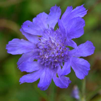 Photo of Scabiosa 'Butterfly Blue'