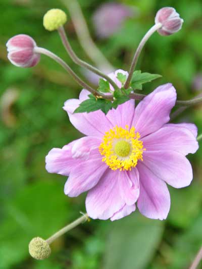 Photo of Anemone hupenensis var. japonica 'Queen Charlotte'